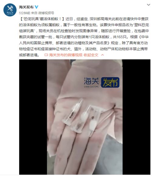 恐龙玩具暗藏活体“乘客”，深圳海关截获须蚁属蚂蚁
