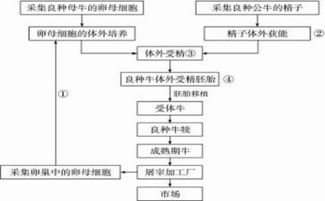 试管牛工厂化生产 技术流程与繁殖方式解析